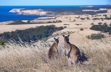 Useful Kangaroo Island Information | Know Before You Go